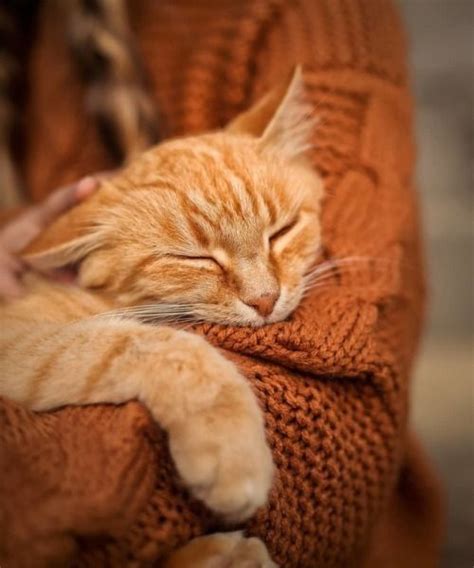 Pin by Judith Peacock on Marmalade Cats | Cats and kittens, Cats, Cute cats