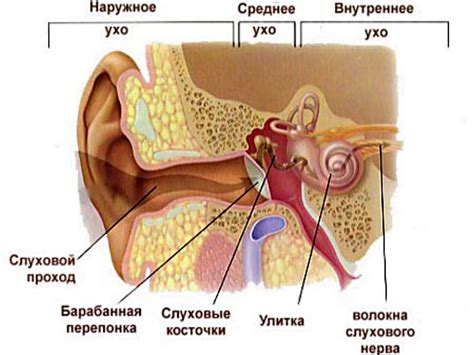 Среднее ухо: строение и функции