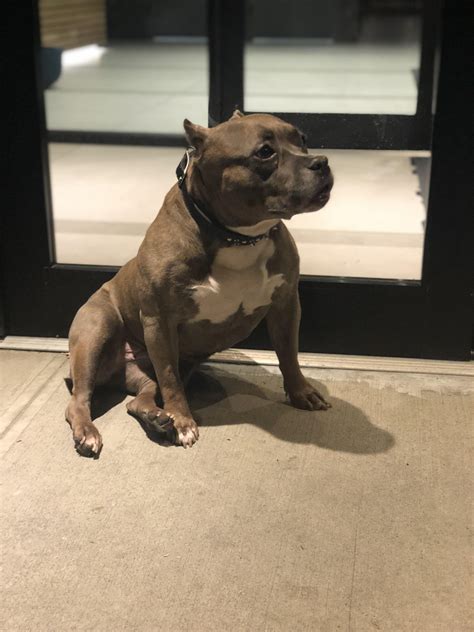 Are There Miniature Pitbulls