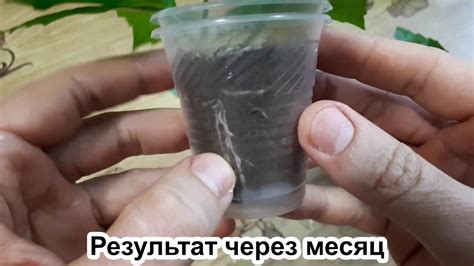 Как укоренить гибискус: ПЯТЬ правил. ТРИ способа + конечный результат ...