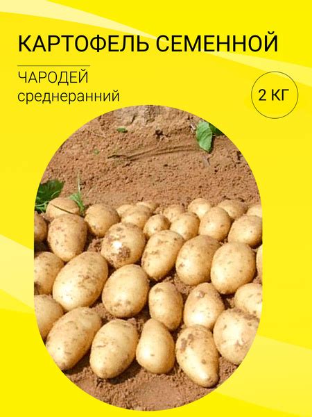 Картофель картофель на посадку 2 кг_Чародей - купить по выгодным ценам ...