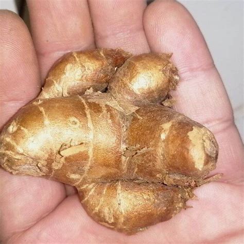 kencur  kg lazada indonesia