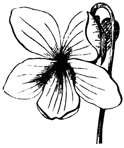 Violet Coloring Pages - Best Coloring Pages For Kids