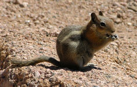 Chipmonk3