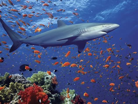 Animale si plante din oceanul inmdian urgent ..va roooog - Brainly.ro