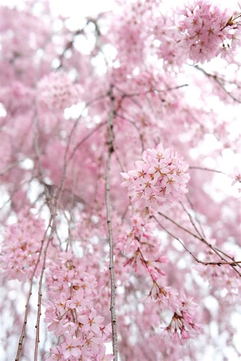 Japanese+Nude+Uncensored Photos, Download The BEST Free Japanese+Nude