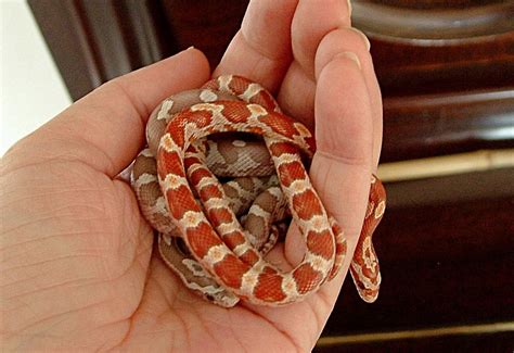 pet snake pewter mahogany ball python adopting   pet