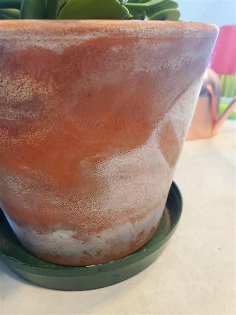 Is this mold growing on my pot? If so, what are the best ways to clean ...
