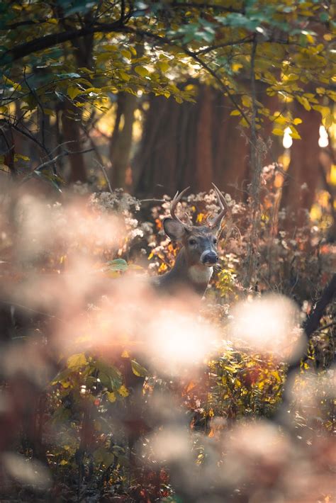 Buck Photos, Download The BEST Free Buck Stock Photos & HD Images