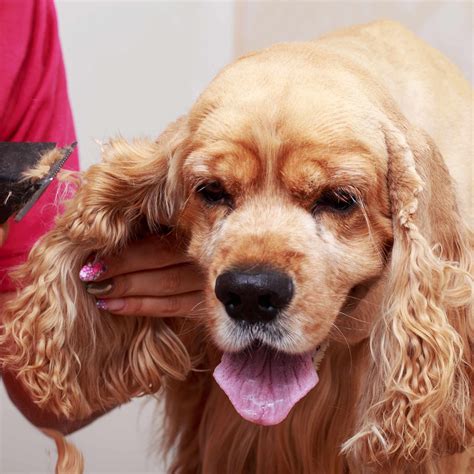 The Ultimate 2024 Guide to Grooming Long-Haired Dogs - PRIDE+GROOM PRO