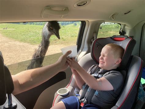 drive thru animal park 3