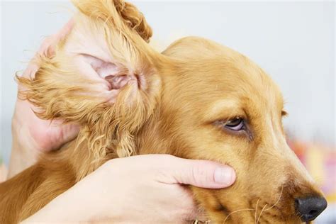 how to remove dog ear hair
