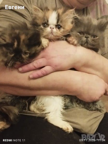 Персийски котета в Персийска в гр. Радомир - ID42860996 — Bazar.bg