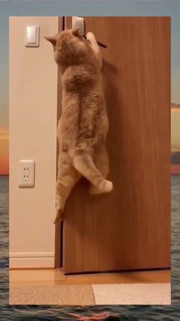 отрывают двери 😅😁🐈‍⬛🐈‍⬛🐈‍⬛🐈‍⬛ #топ #любовь #тренд - YouTube