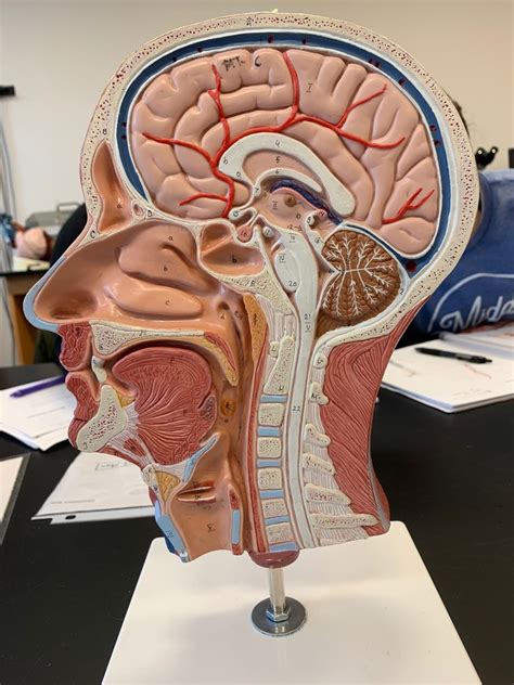 head model internal diagram quizlet