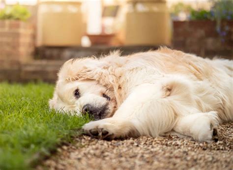 Is Sevin Dust Safe for Dogs? Is It Toxic? | Superb Dog