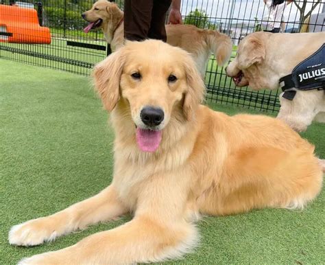 dog healthy  comprehensive guide ilovedogscutecom