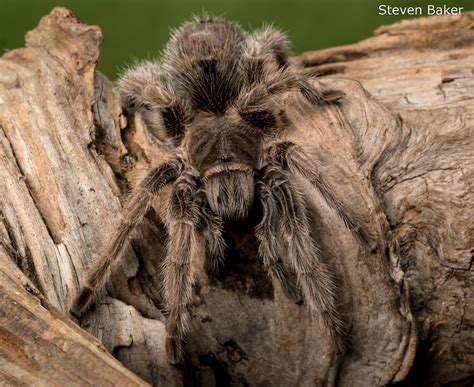 My Top 5 Favorite Animal YouTubers – Animal Digest Fur Real