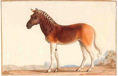 Quagga! (Equus quagga quagga) | Extinct animals, Extinction ...