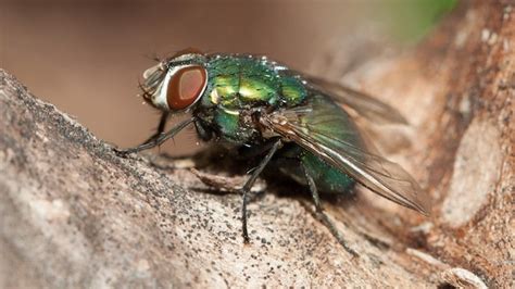 premium photo green fly macro
