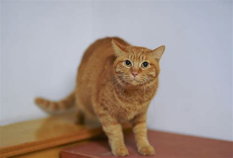 Do Cats Eat Their Kittens ? - 2025