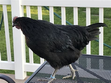 19 weeks Black Sex Link | BackYard Chickens - Learn How to Raise Chickens