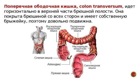 ободочная кишка: 10 тыс изображений найдено в Яндекс.Картинках ...