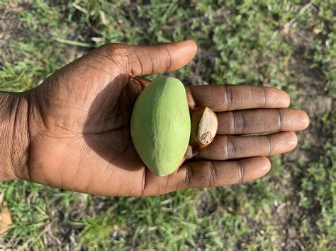 Nut Fruit