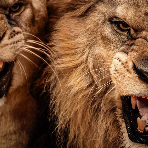Ferocious Lions Canvas Wall Art | ElephantStock