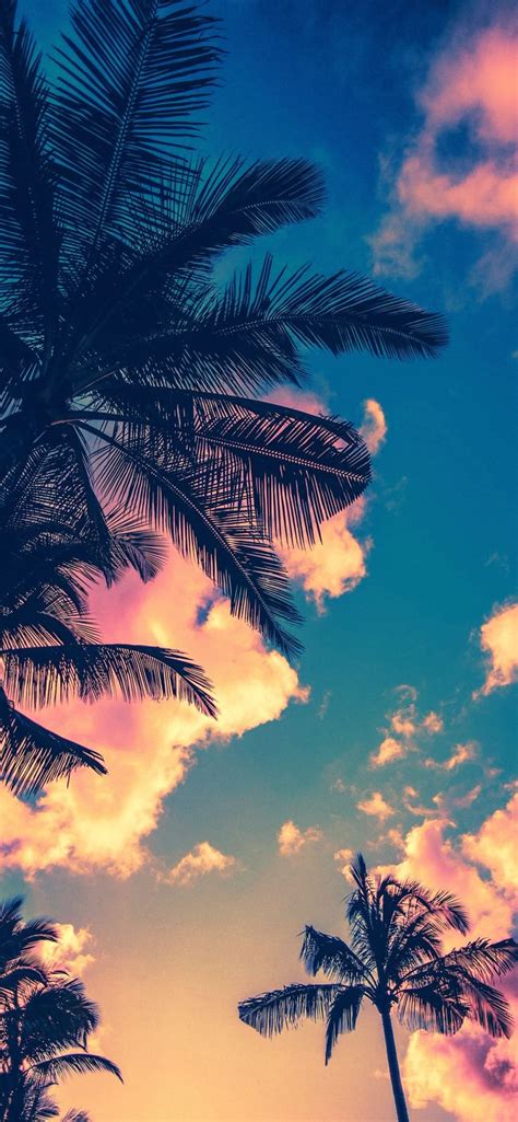 stunning sunset palm trees wallpaper