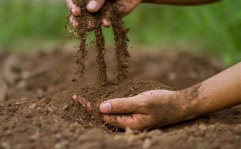 alluvial soil formation   properties