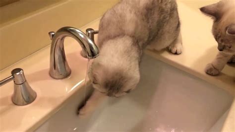 Шотландский вислоухий кот ловит струю воды - смешные коты и кошки ...