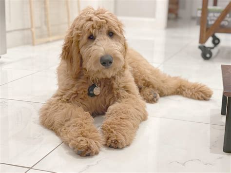 The best decision I ever made💙 : r/Goldendoodles