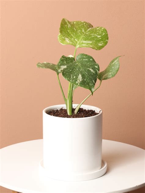 Small Monstera 'Thai Constellation' – Dahing Plants