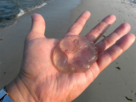 Moon Jellyfish Sting