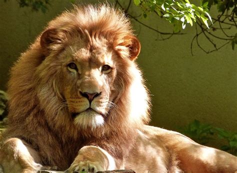 11 Ways to Preach the Gospel from the Book of Daniel (Part I: Daniel 1 ...
