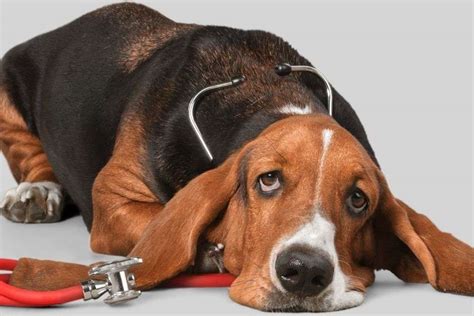 how to treat irritable bowel syndrome in dogs