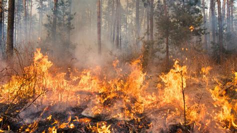Wildfires - PoojaBroganne