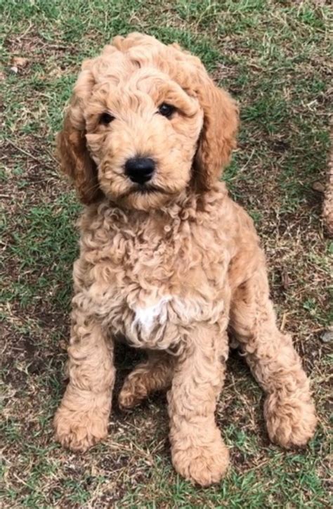 Standard Poodle - Calliope - PetsForHomes