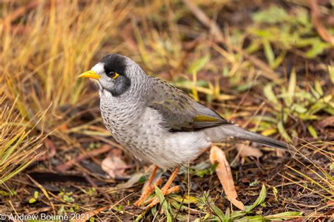 Noisy Miner | Manda Photographs