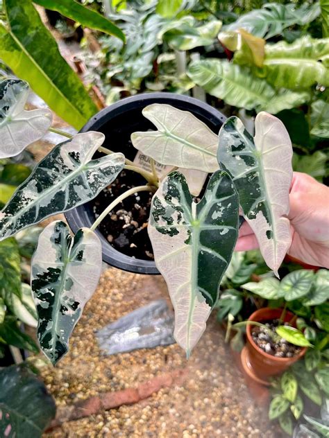Rare Alocasia Bambino Pink Variegated Tissue Culture - Etsy