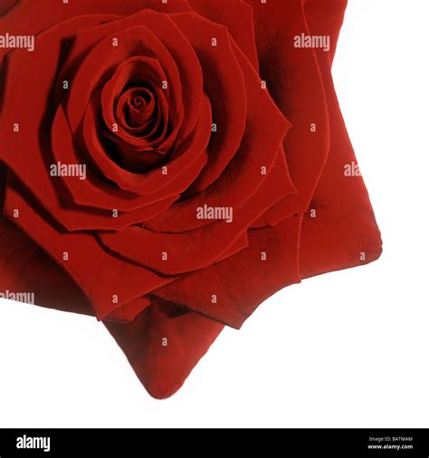 red rose grand prix stock photo alamy