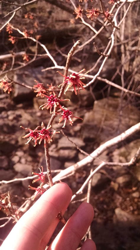 Blog – Wild Ones Ozark Chapter