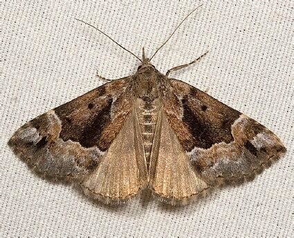 moth photographers group hypena palparia