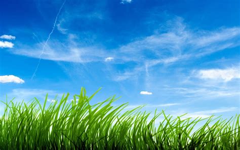 Green Grass And Blue Sky wallpaper | nature and landscape | Wallpaper ...