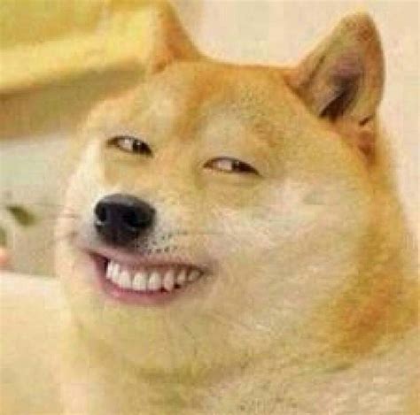 BST +1001 Meme Chó Shiba Cheems Hài Hước & Độc Đáo Nhất