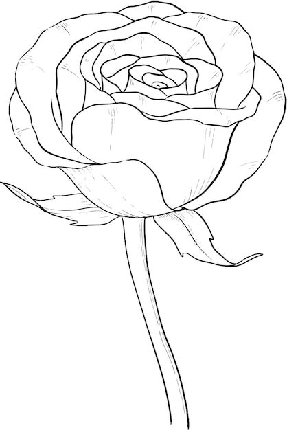 Premium Vector | Rose flower outline