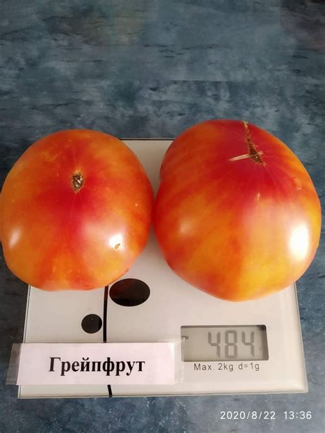 Томат Грейпфрут: описание сорта, ОТЗЫВЫ (14), фото | tomatland.ru