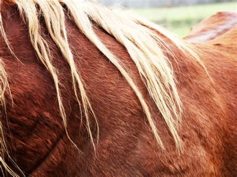 What Is Horsehair Fabric Used For? (Sofa and Chair Furniture)