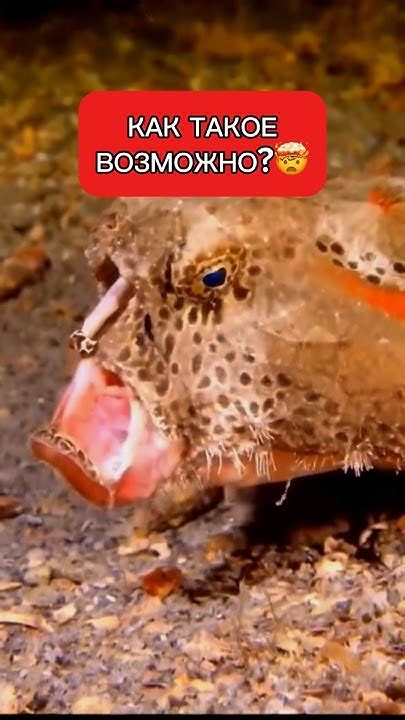СТРАШНЫЕ СУЩЕСТВА СНЯТЫЕ НА КАМЕРУ В ОКЕАНЕ!!! - YouTube